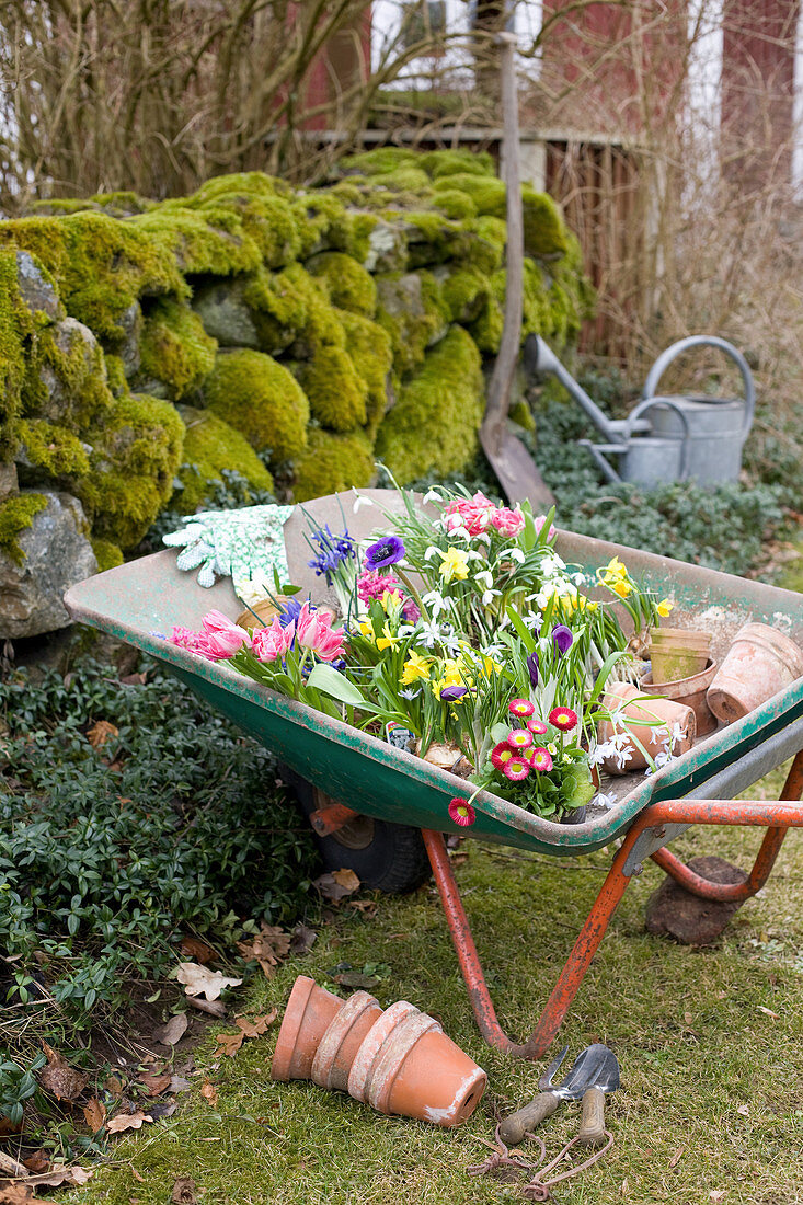 Wheelbarrow of spring flowers ready for planting out in garden
