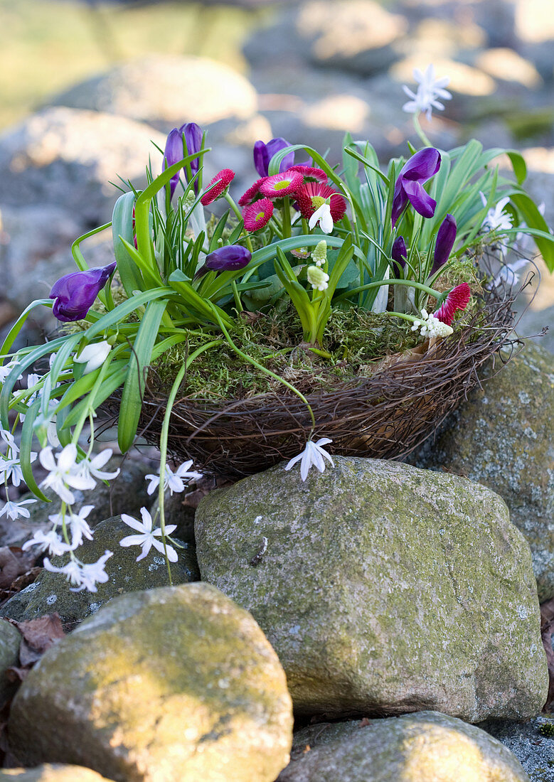Basket of wire vine planted with star-of-Bethlehem, crocus, bellis, snowdrop and grape hyacinth