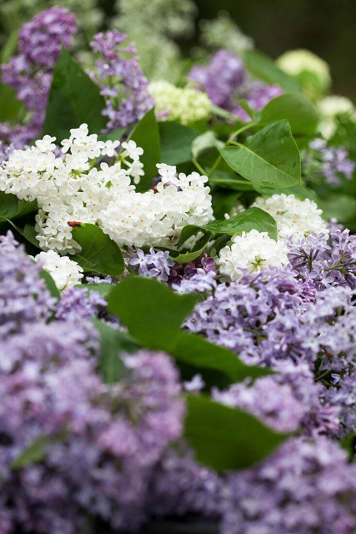 White and purple lilac