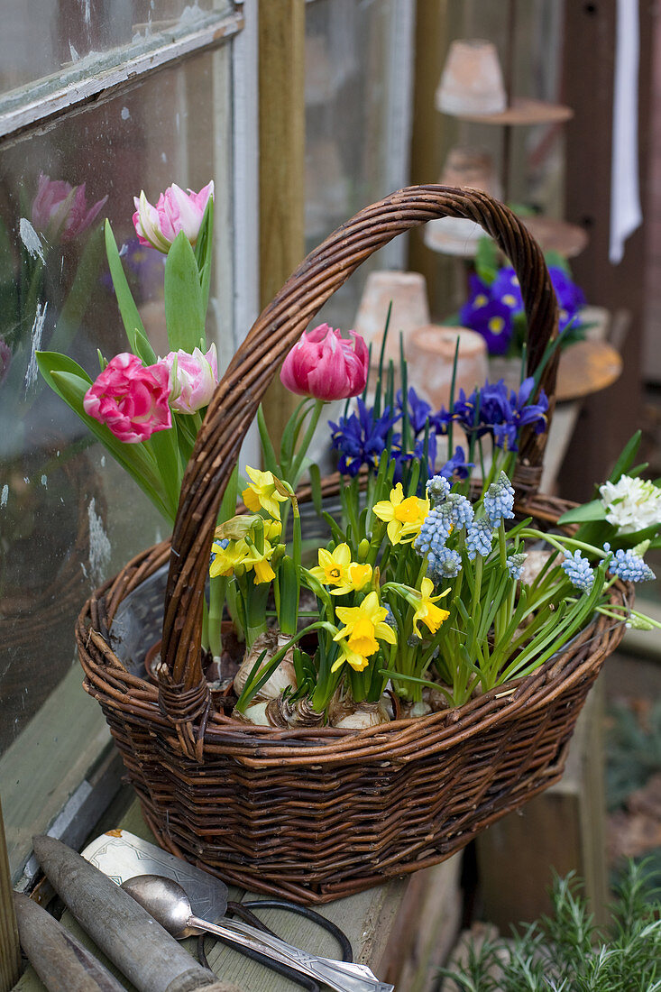 Frühlingskorb mit Narzissen, Tulpen, Traubenhyazinthen und Netziris