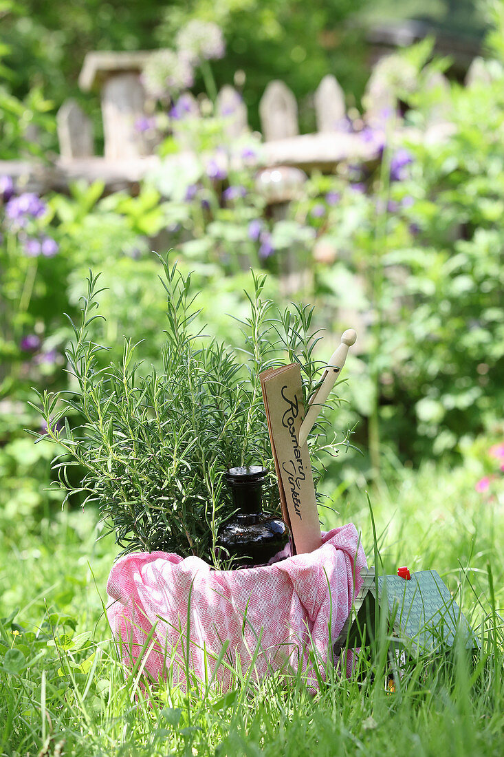Rosemary tincture and fresh rosemary in a garden