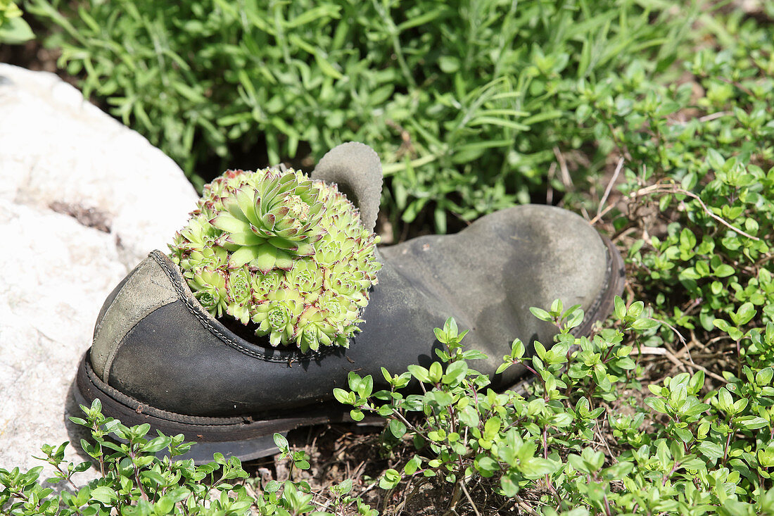 Houseleek planted in old shoe