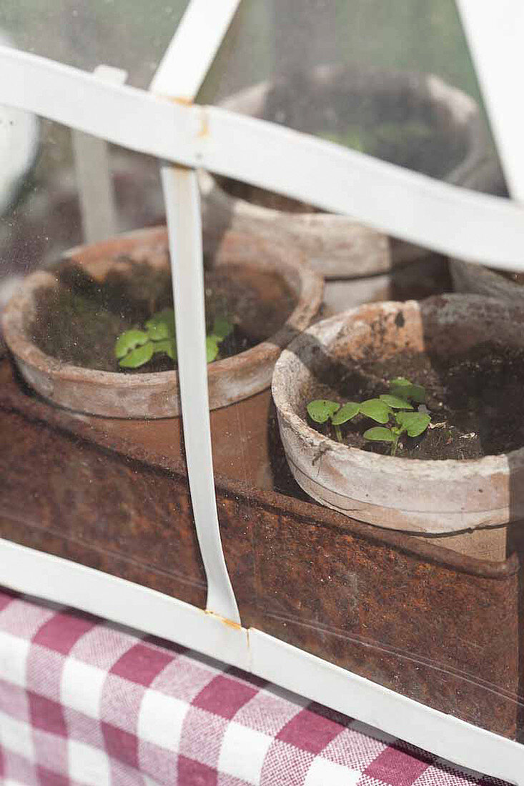 Basil seedlings in vintage propagator