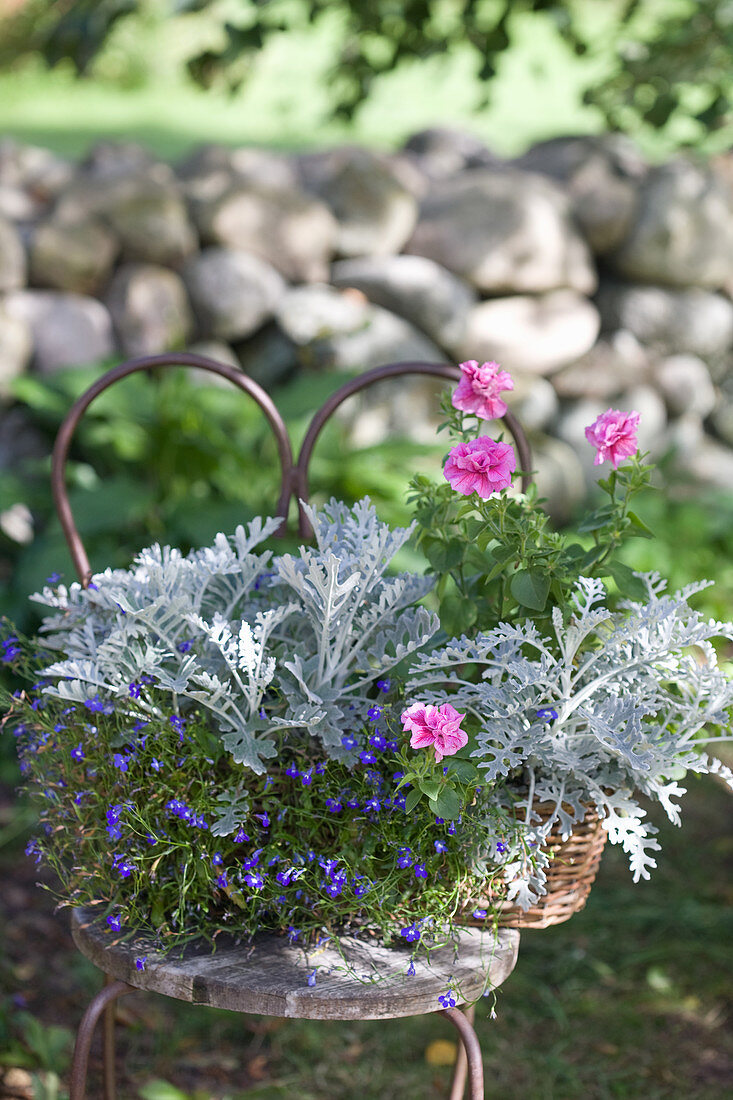Contrasting colours of silver ragwort, lobelia and petunia