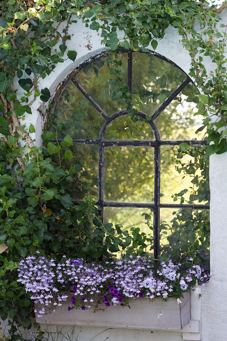 Windowbox of lobelia, million bells and voilas below window surrounded by ivy
