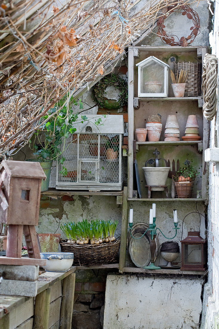 Plant pots, utensils and basket of grape hyacinths on shelves