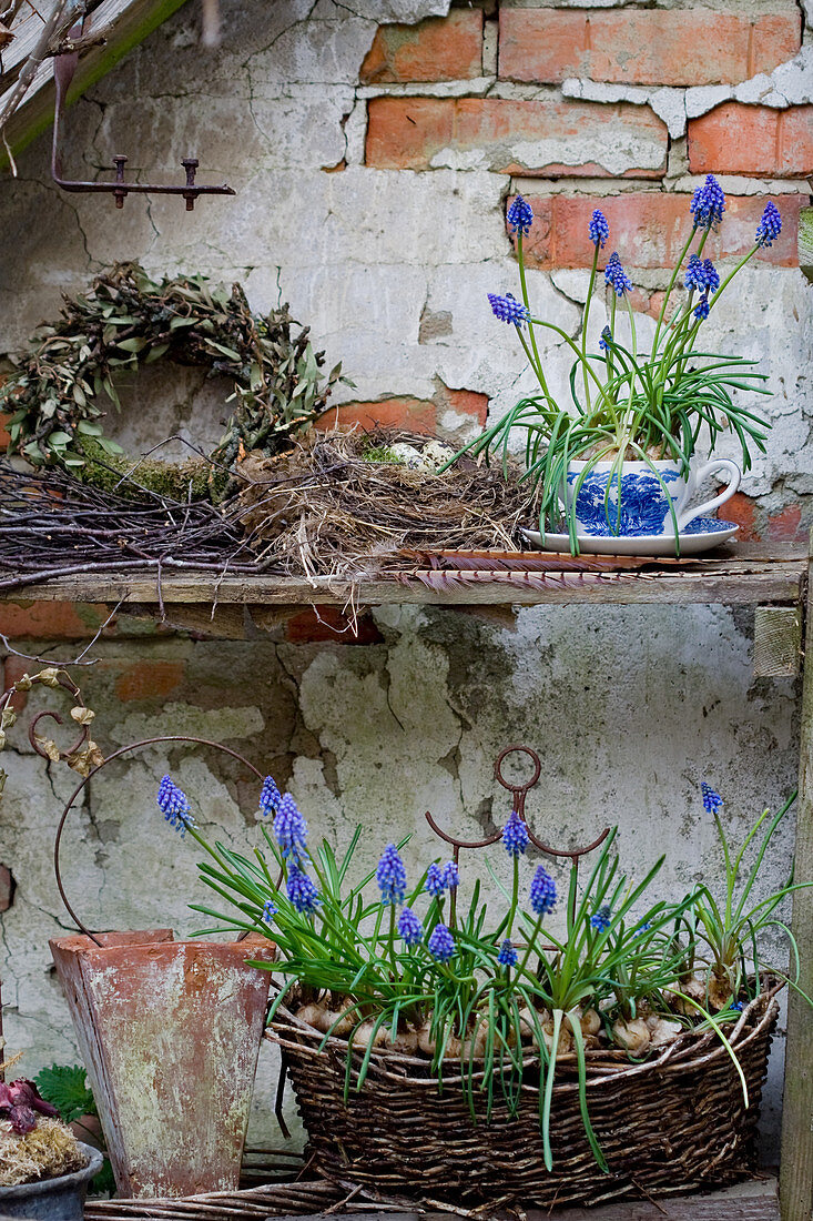 Grape hyacinths in basket and cup next to wreath and next of eggs