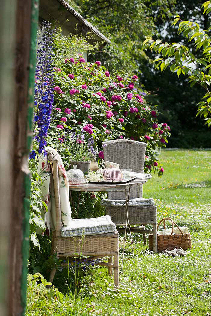 Romantic seating area next to roses and delphiniums in garden