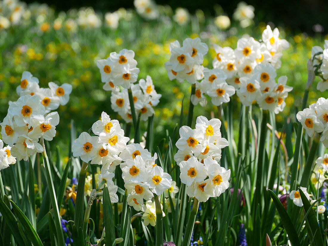 Flower Meadow With Tazette Daffodil Buy Image 13371051 Living4media