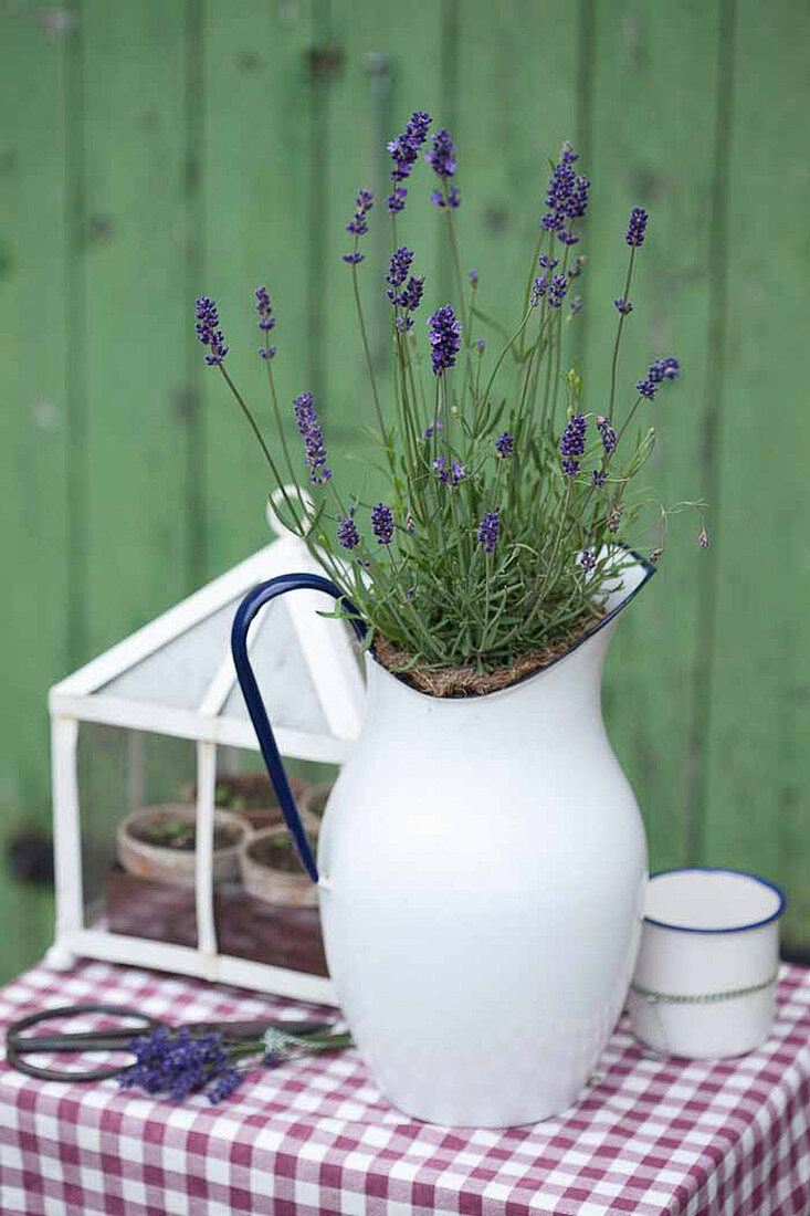 Enamel pitcher planted with lavender