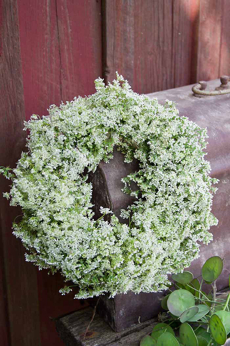 White summer wreath of cow parsley
