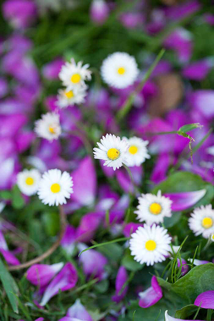 Daisies in flowering lawn