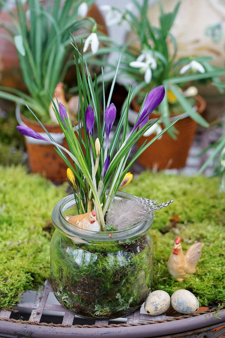 Mason jar with a crocus with moss as an Easter decoration