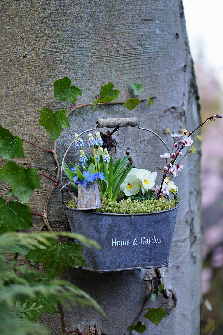 Zinc container with grape hyacinths, pansies, and a branch of Cherry plum blossoms hung on a tree trunk