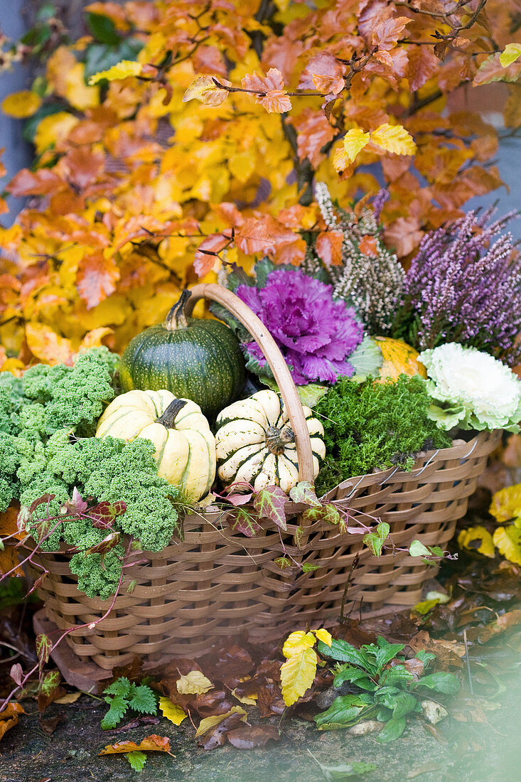 Herbstkorb mit Speisekürbissen, Grünkohl, Zierkohl und Knospenheide