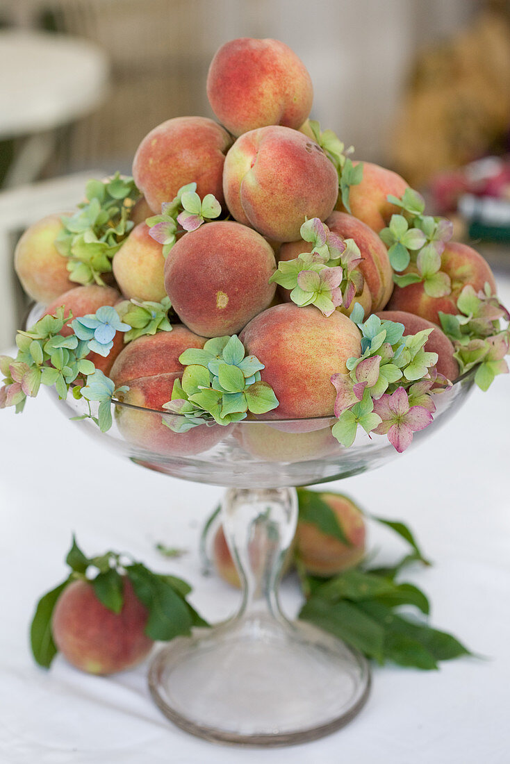 Glass bowl with peaches and green hydrangea blossoms