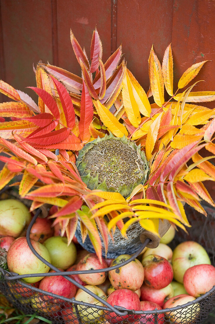 Korb mit Äpfeln, buntem Herbstlaub und Blütenkopf einer Sonnenblume