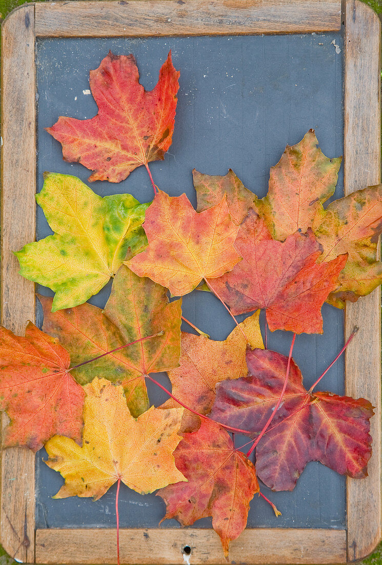 A picture made of coloured maple leaves