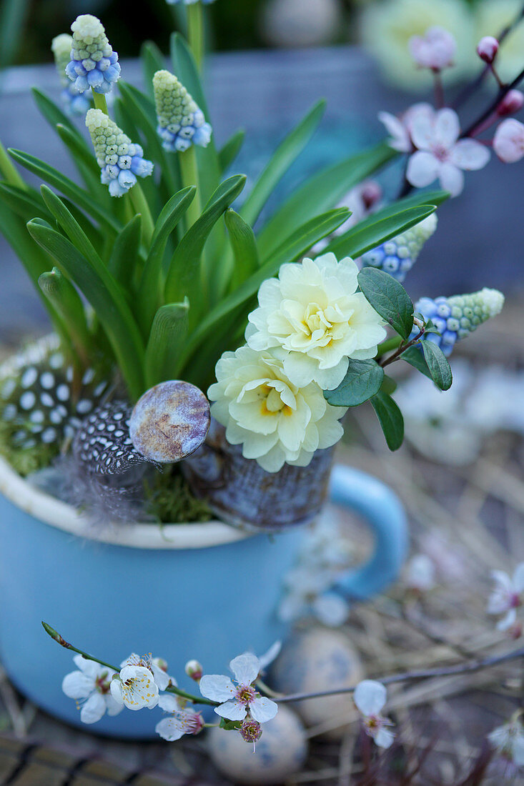 Traubenhyazinthe im blauen Emaillebecher, Blüten von gefüllter Primel in Minigießkännchen