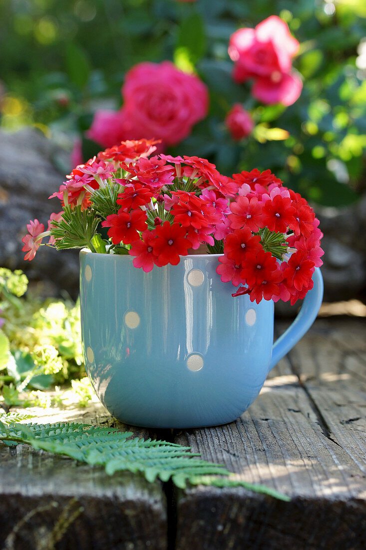 Red verbena flowers in a blue mug