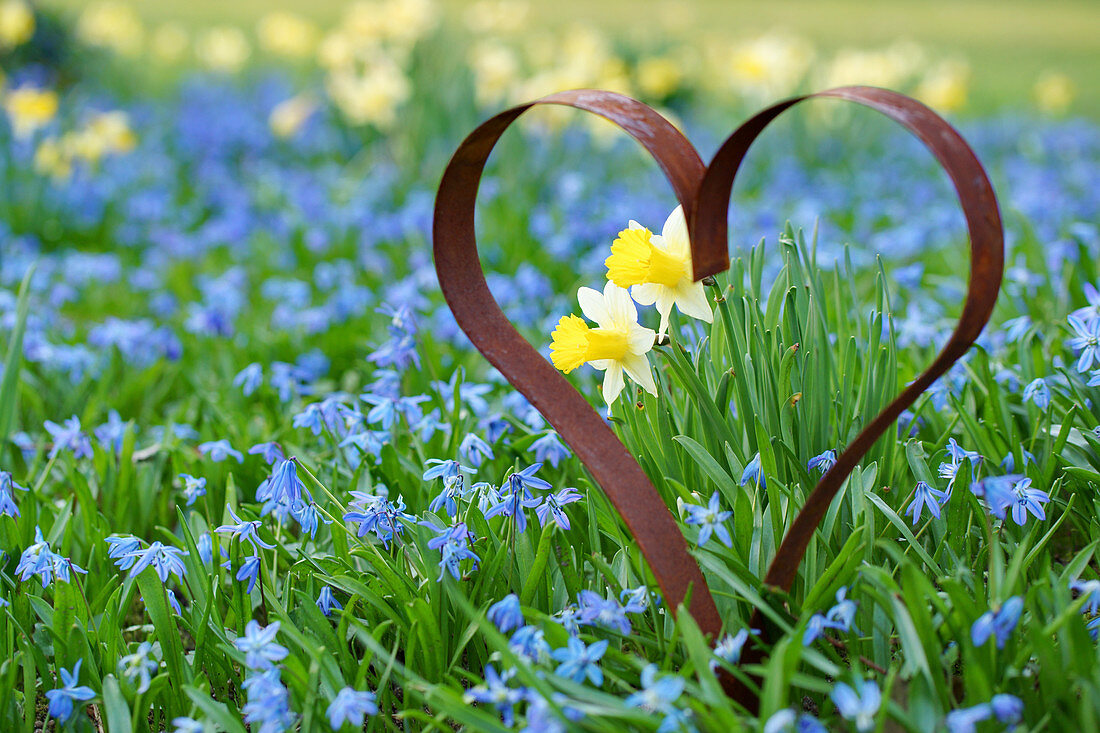 Rusty iron heart in a spring meadow of bluestars and daffodils