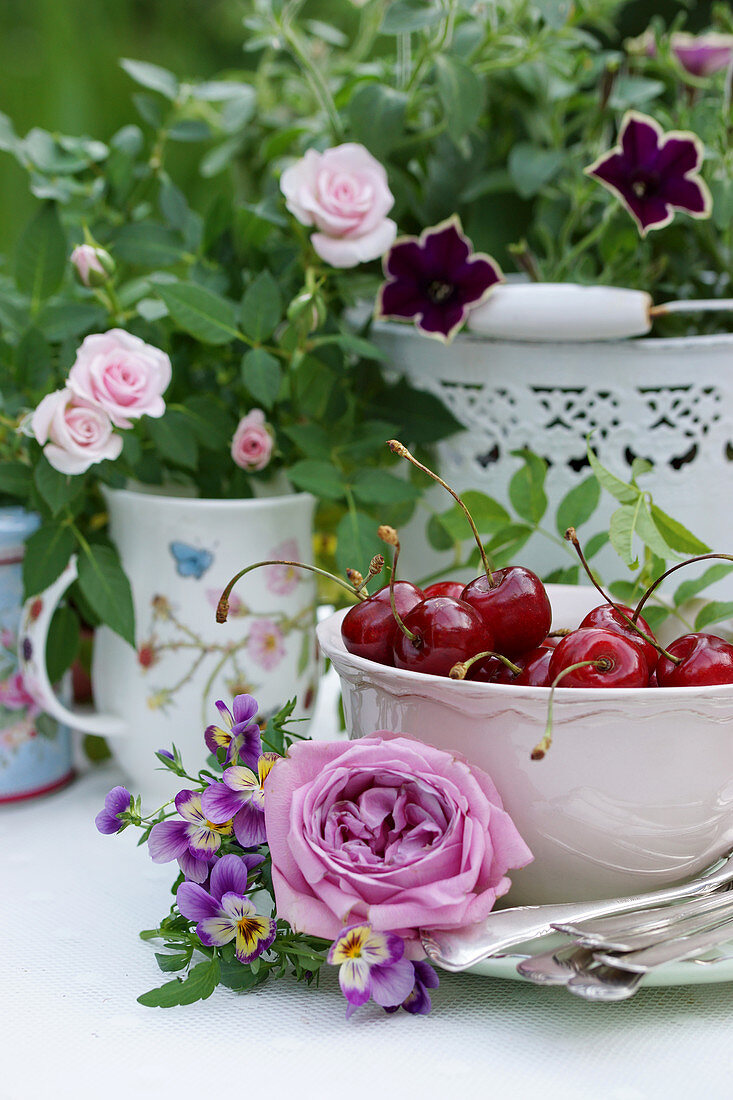 Rosenblüte und Hornveilchen an kleiner Schale mit Kirschen, im Hintergrund Zwergrose und Petunie