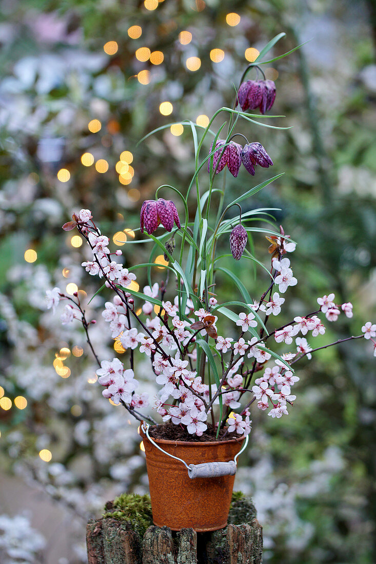Snake's head fritillaries in small, rusty bucket decorated with cherry plum blossom