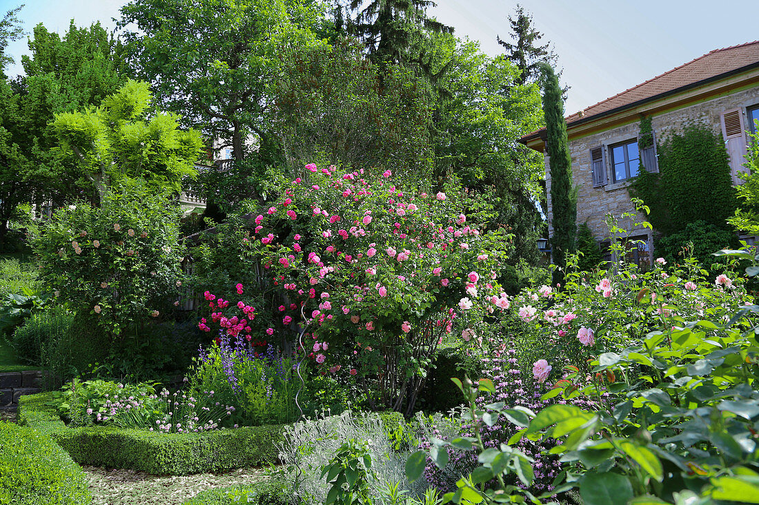Mediterraner Garten mit blühenden Rosen