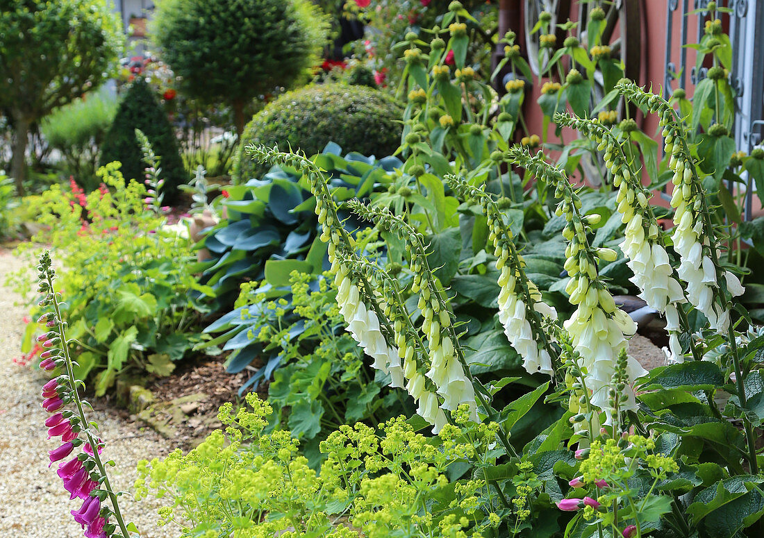 Perennial bed with foxgloves, lady's mantle, hostas, and Turkish sage