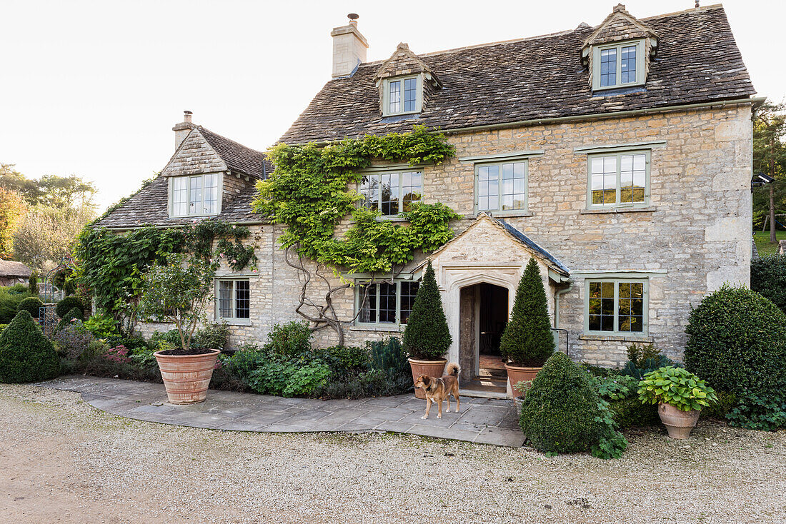 Climbing plant and porch entrance on facade of Cotswold stone farmhouse