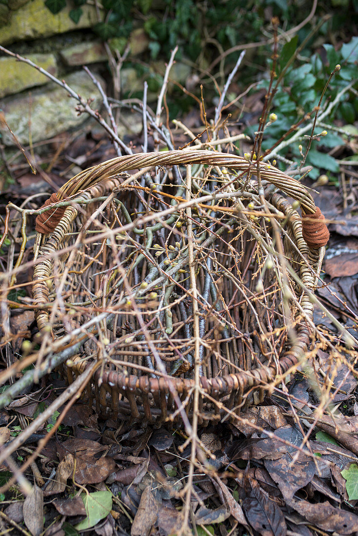 Basket with branches: Cornelian cherry Dogwood