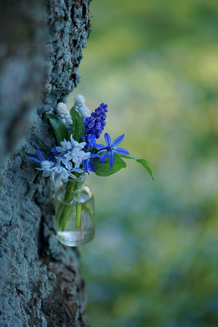 A small bouquet of Pushkinia, grape hyacinths, and blue stars on a tree