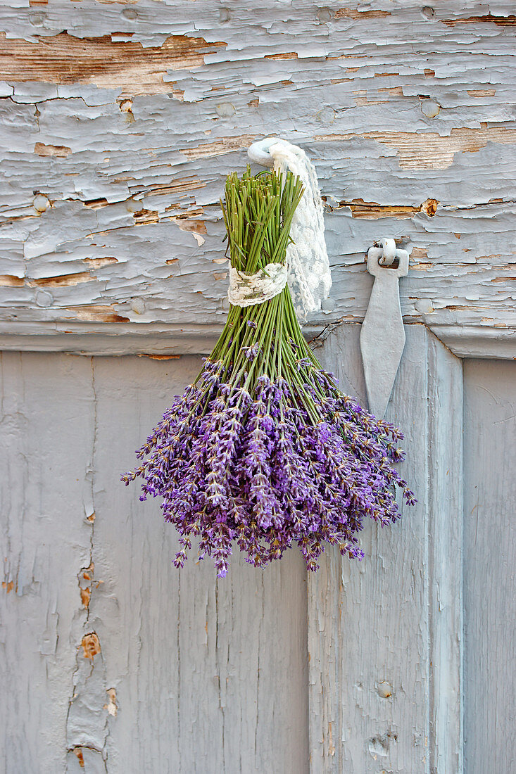 Bouquet of lavender hung up to dry