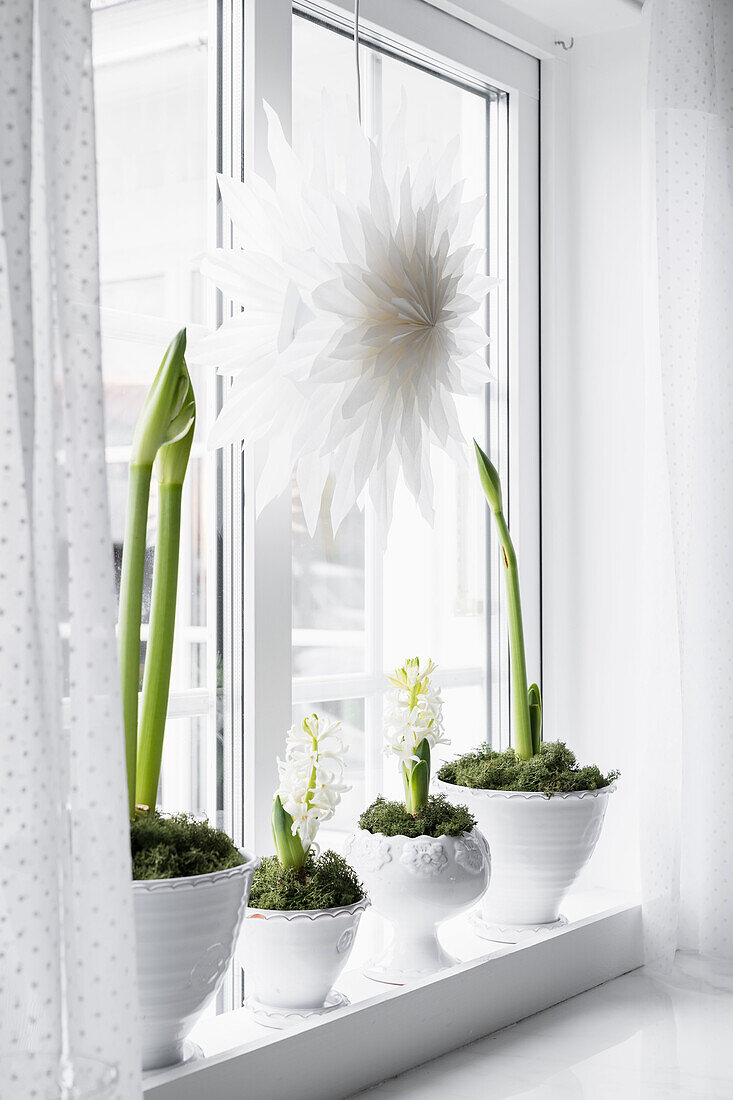 Amaryllis und Hyazinthen auf Fensterbank, darüber weißer Papierstern