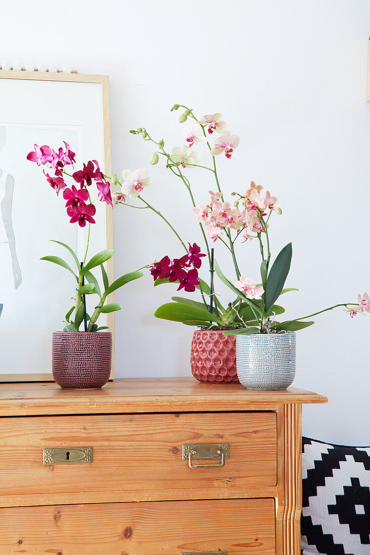 Moth orchids and Dendrobia orchid on top of chest of drawers
