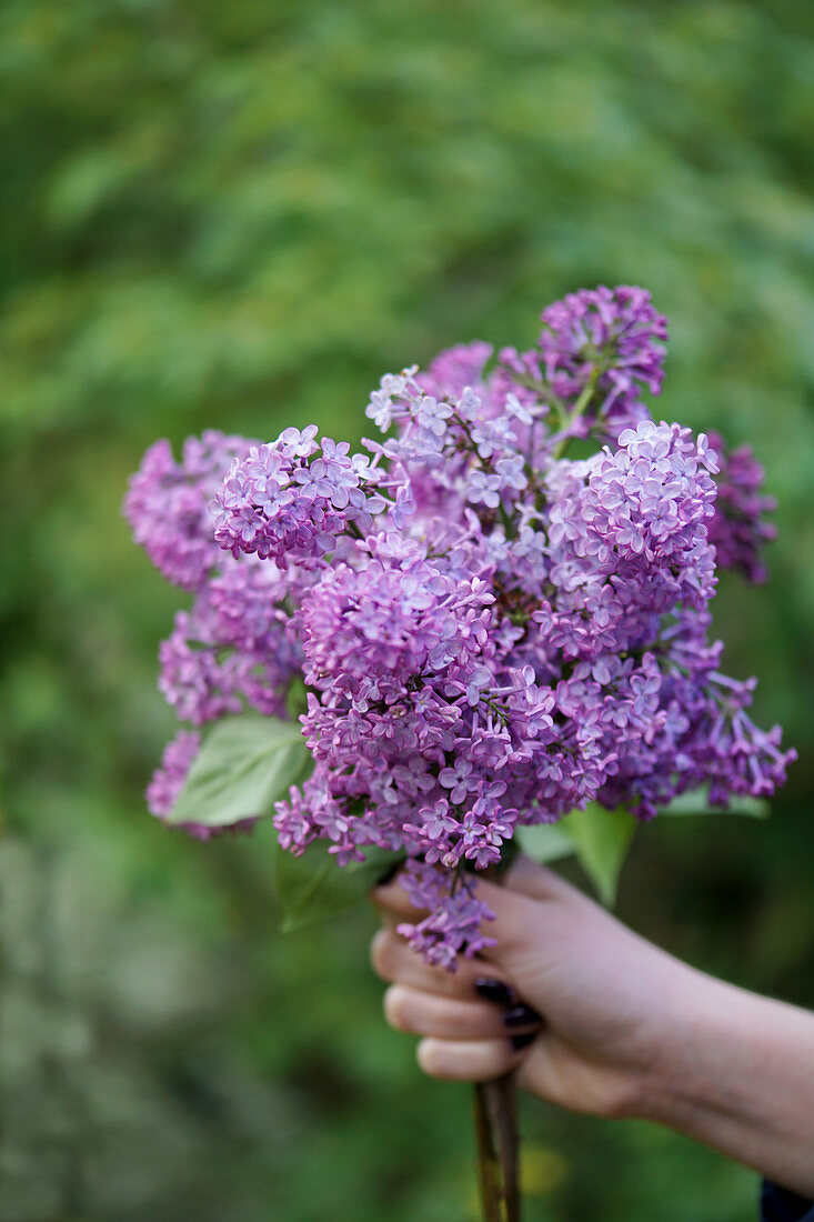 Hand holds a bouquet of lilacs