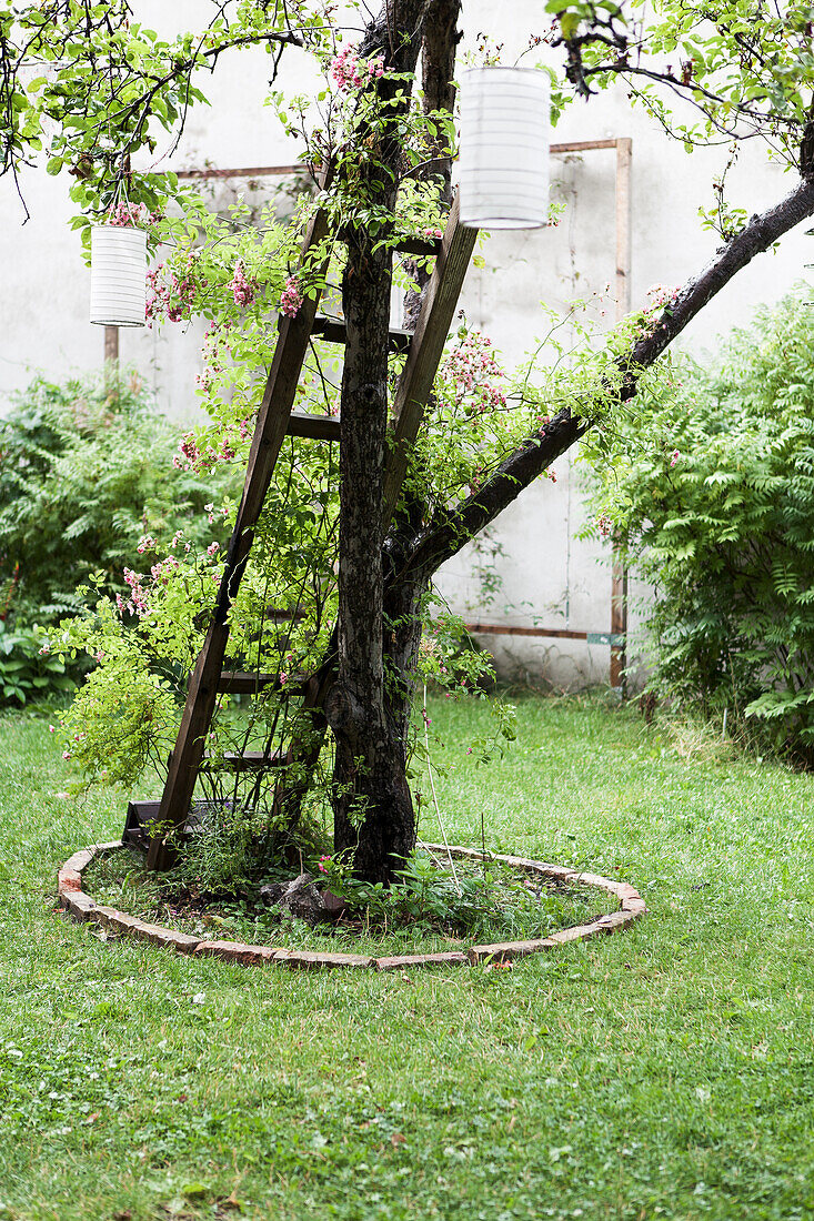 Baum mit Papierlaternen im Garten, angelehnte Leiter