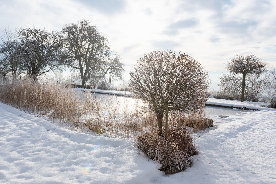 Snow-covered garden with frozen swimming pond
