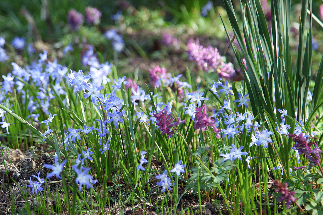 Squill and corydalis in spring garden