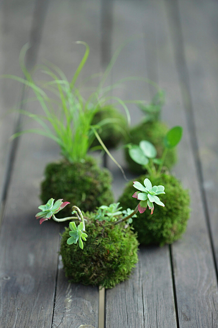 Kokedama: Pflanzen in Mooskugeln auf dem Gartentisch
