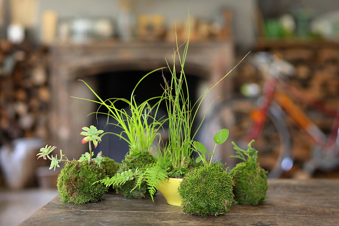 Kokedama: Pflanzen in Mooskugeln auf dem Tisch