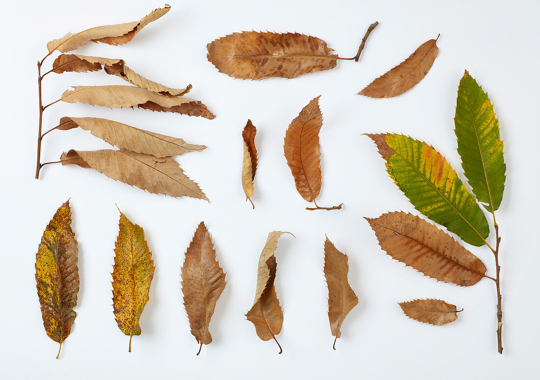 Herbstblätter der Eßkastanie in verschiedenen Stadien