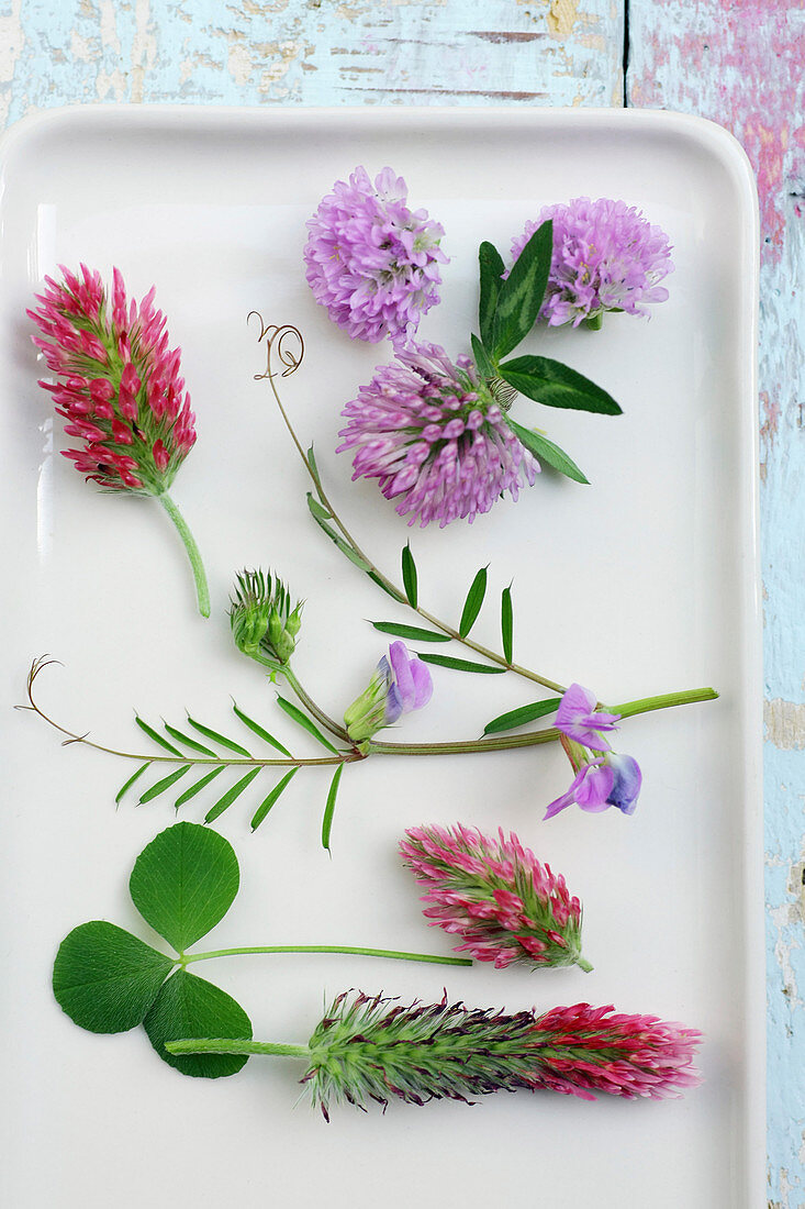 Red clover, crimson clover, red feather clover and common vetch flowers