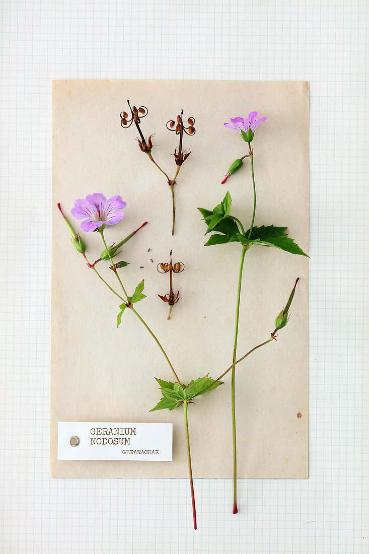 Knotiger Storchschnabel - Herbarium