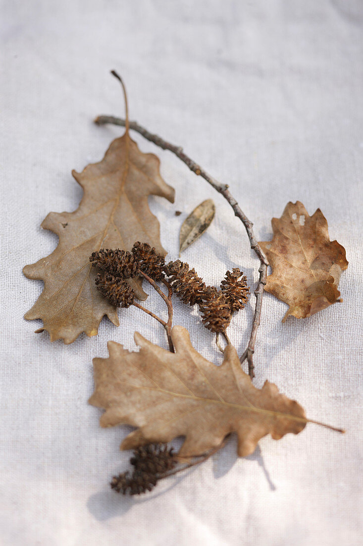Oak leaves and alder cones