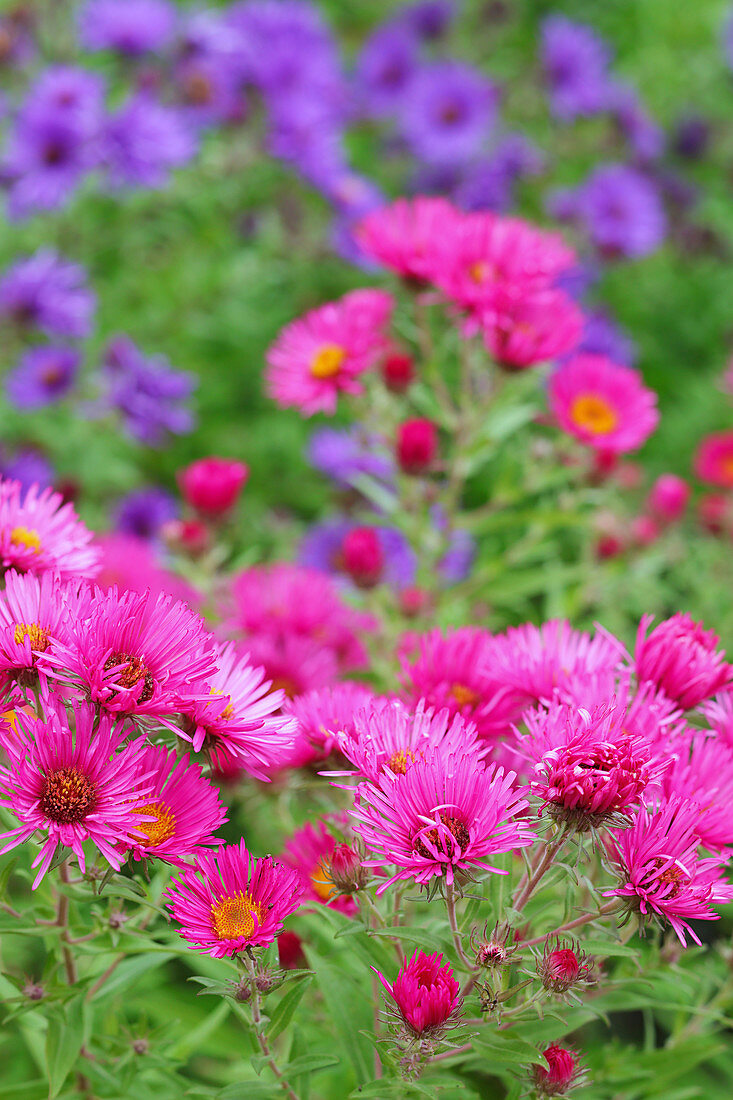 New England aster in herbaceous border