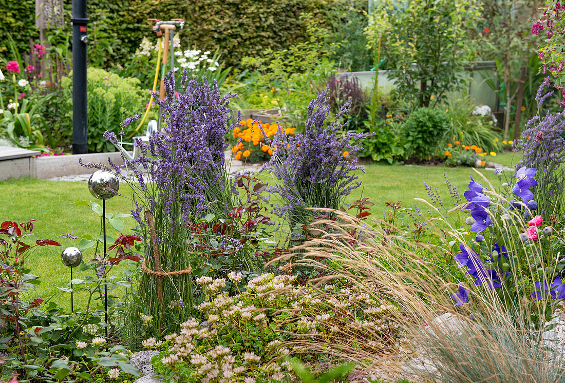 Summer flower beds in a British garden, lavender bushes tied together