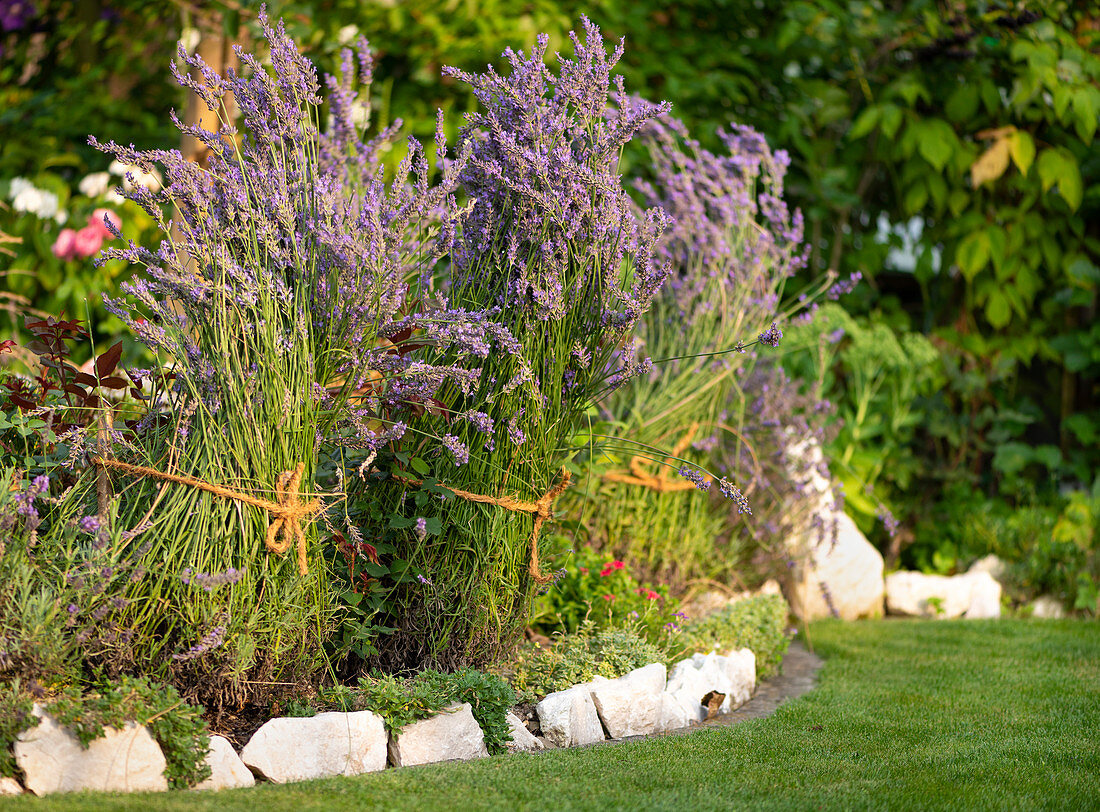 Lavender bushes tied together