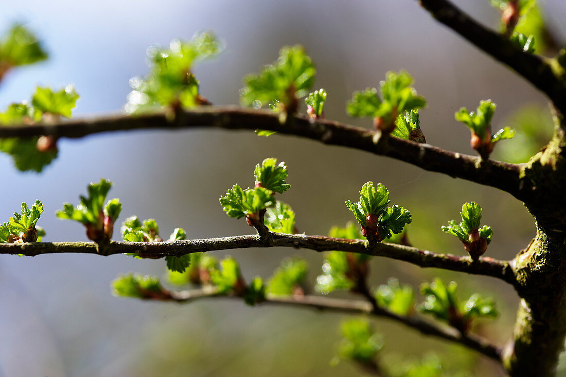 Budding currant leaves in spring