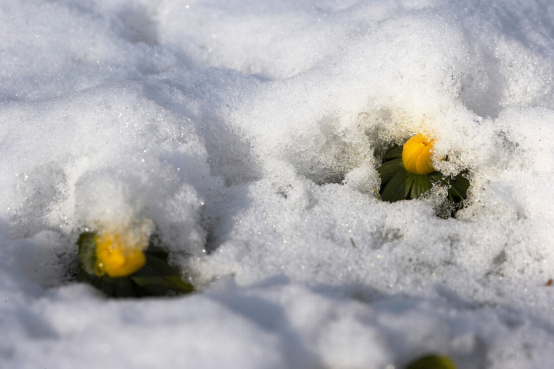 Winter bulbs under a blanket of snow